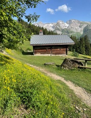 Chalet en alpage entouré de fleurs jaunes