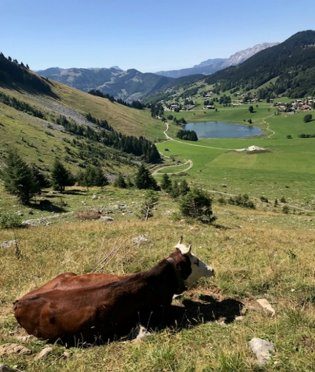 Vache dans un alpage surplombant un lac