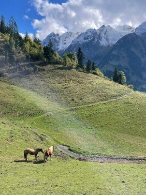 Chevaux dans un alpage face aux montagnes
