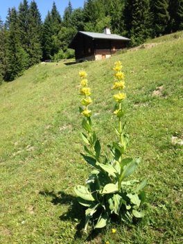 Gentiane jaune devant un chalet de montagne